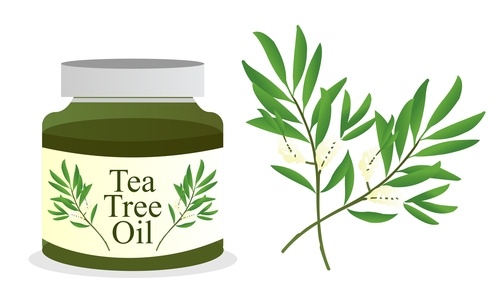 5 فوائد لزيت الشاي الأخضر للبشره والشعر
