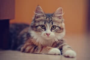 علاج الصرع عند القطط 1