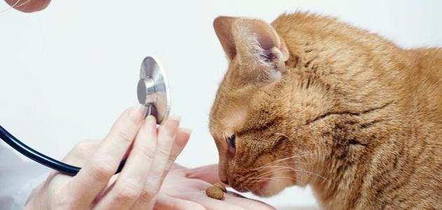 علاج الصرع عند القطط