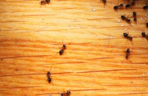 علاج النمل بالبيت