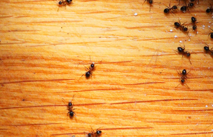 علاج النمل بالبيت