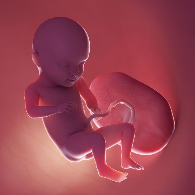 نصائح ومخاطر الشهر السابع من الحمل وحركة الجنين