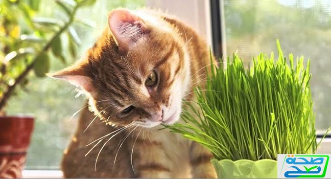 علاج صرع القطط | وأهم 8 أعشاب لعلاجها