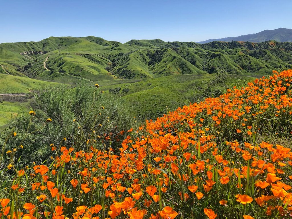 A Sanctuary for Nature|Flora and Fauna of Chino Hills State Park