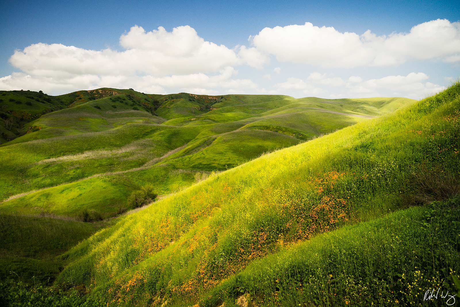 Protecting a Legacy|Conservation Efforts at Chino Hills State Park