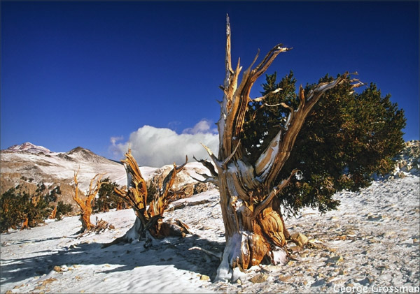 A Legacy of Resilience|Lessons from the Bristlecone Pine