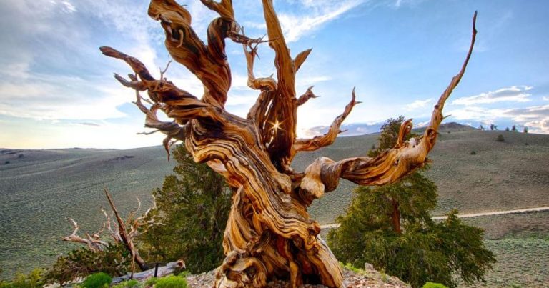 The Ancient Bristlecone Pine Forest | Whispers Across Millennia